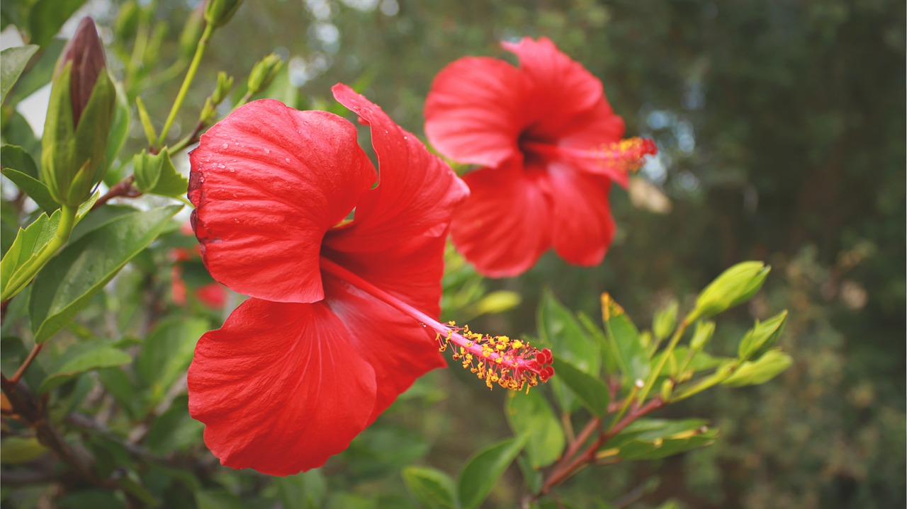 Which Parts of the Hibiscus Plant are Edible?