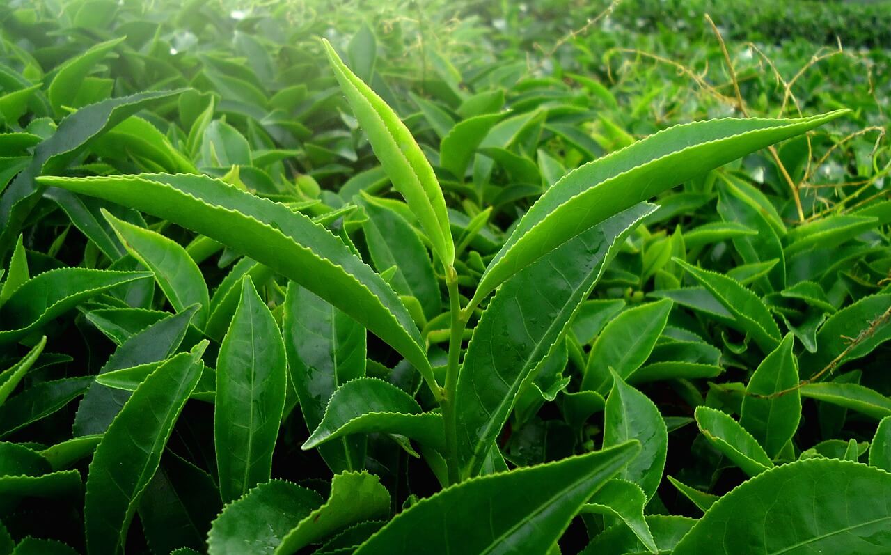 Which Leaf Makes Black Tea?