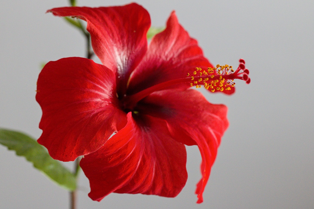Where Does Hibiscus Tea Come From?