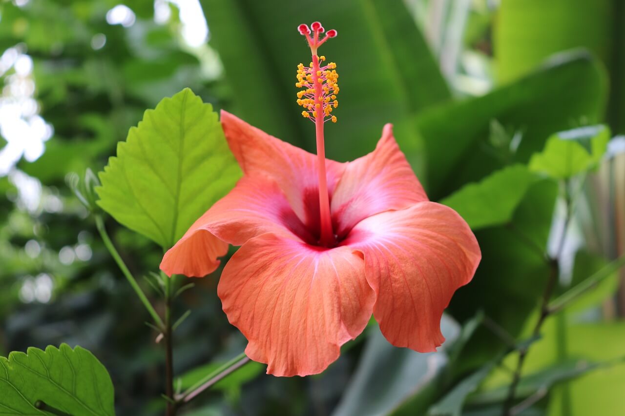 How To Make Hibiscus Tea