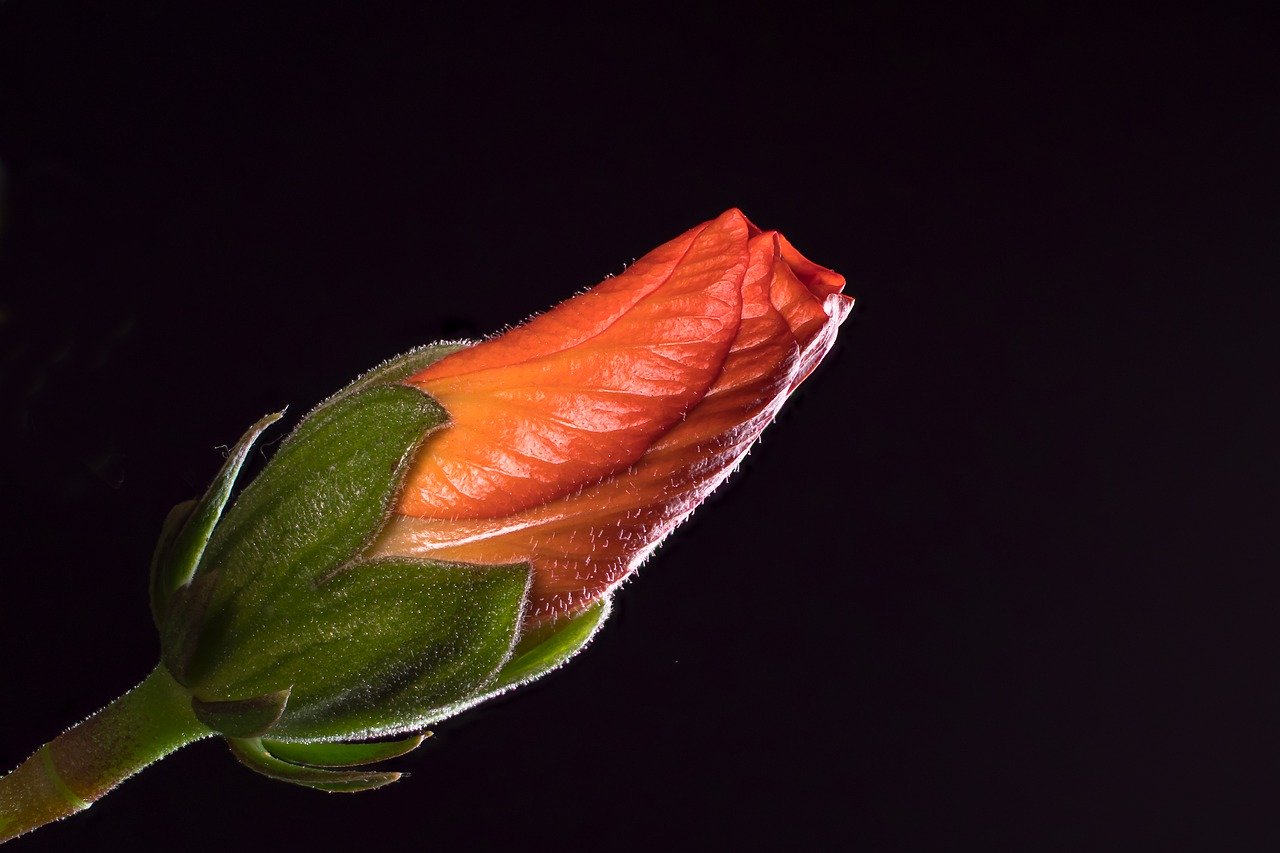 Which parts of the hibiscus plant are edible?