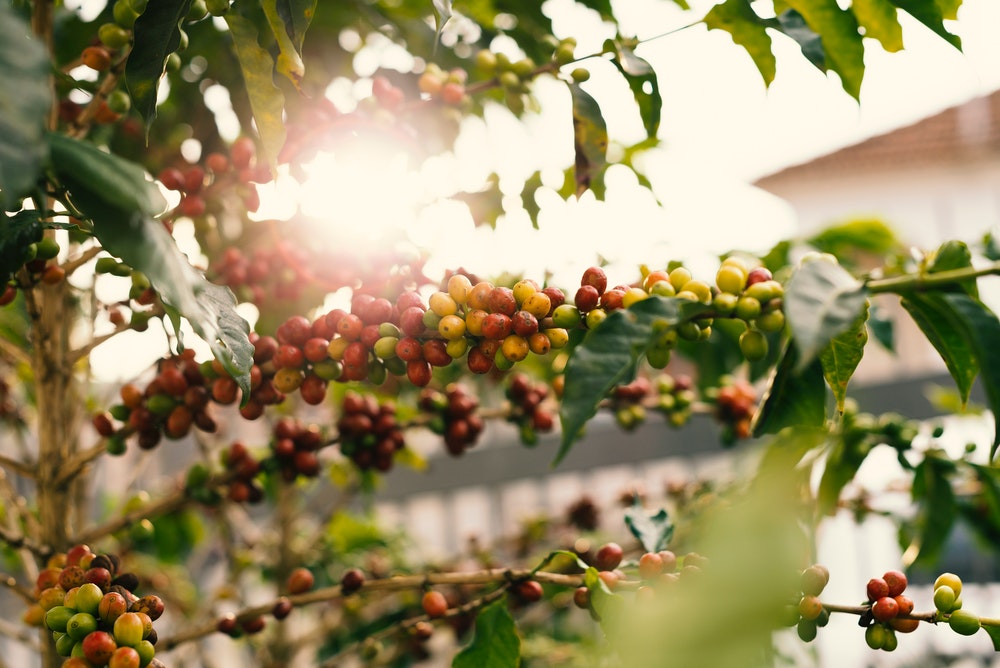 what coffee to use for vietnamese coffee